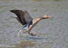 MG 3740-greylag-washington