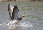 MG 3743-greylag-washington