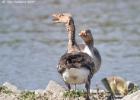 MG 3762-greylag-washington