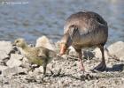 MG 3793 greylag washington