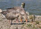 MG 3811-greylag-washington