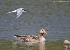 MG 3815-tern-greylag washington