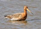 MG 3845-black tailed godwit-washington