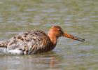 MG 3855-black tailed godwit-washington