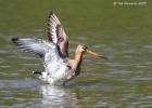 MG 3885-black tailed godwit-washington