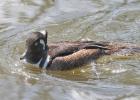 MG 3895-hooded merganser-washington