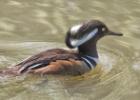 MG 3899-hooded merganser-washington