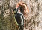 MG 3941-gsp woodpecker-washington