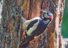 MG 3953-gsp woodpecker-washington