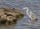 MG 3968-grey heron-washington