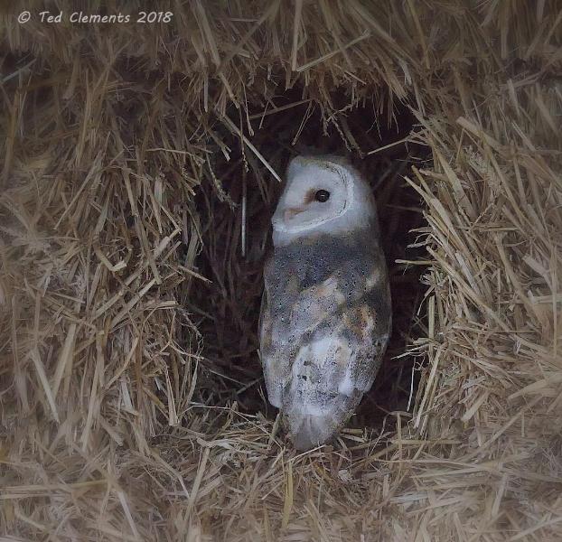 Barn Owl Centre