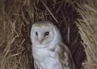 MG 7511-barn owl