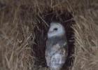 MG 7532-barn owl