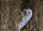 MG 7585-barn owl