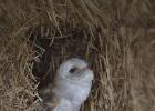 MG 7601-barn owl