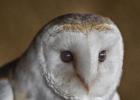 MG 7618-barn owl