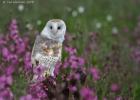 MG 7630-barn owl