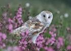 MG 7636-barn owl