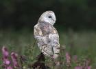 MG 7690-barn owl