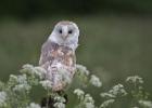 MG 7749-barn owl