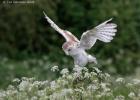 MG 7775-barn owl