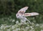 MG 7780-barn owl