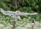 MG 7820-barn owl