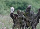 MG 7840-barn owl