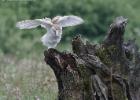 MG 7847-barn owl