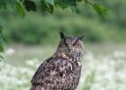 MG 7863-eagle owl