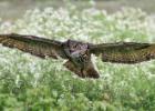 MG 7870-eagle owl