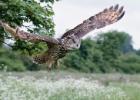 MG 7879-eagle owl