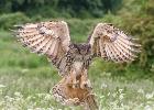 MG 7975-eagle owl