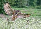 MG 7999-eagle owl