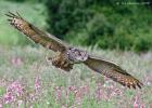 MG 8036-eagle owl