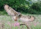 MG 8073-eagle owl