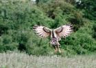 MG 8109-eagle owl