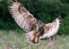 MG 8119-eagle owl