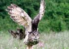 MG 8125-eagle owl