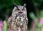 MG 8137-eagle owl