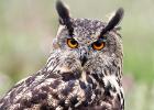 MG 8157-eagle owl