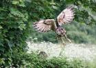 MG 8204-eagle owl