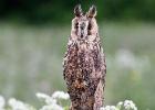 MG 8230-long eared owl