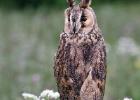 MG 8254-long eared owl