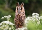 MG 8267-long eared owl