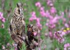 MG 8328-long  eared owl