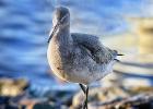 MG 2208-godwit-martin mere