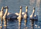 MG 2215-whooper swans-martin mere