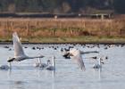 MG 2244-whooper swans-martin mere