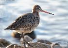 MG 2253-black tailed godwit-martin mere